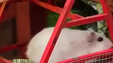 The great escape