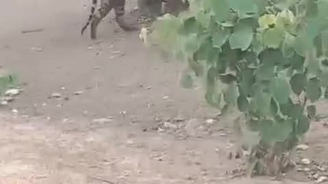 Tiger in village
