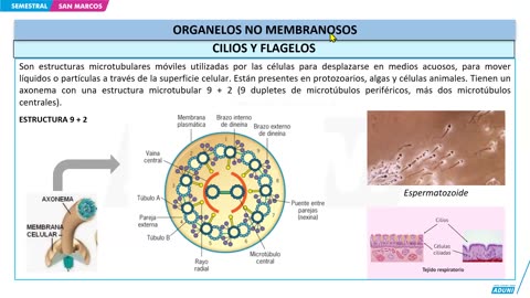 SEMESTRAL ADUNI 2025 | Semana 03 | Biología | Geometría | Trigonometría