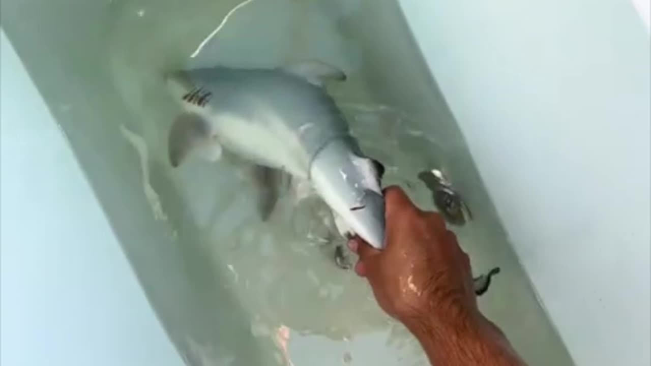 🦈 Nick Kratka
