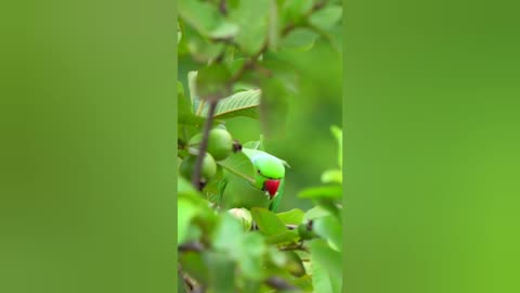 Colorful Parrot Enjoys Delicious Fruits! 🦜🍉