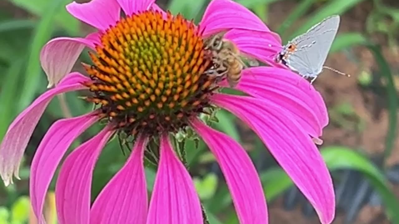 Honey Bee snacking on a coneflower