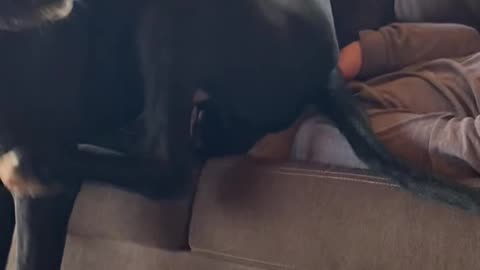 Great Dane Sits On Owner's Face