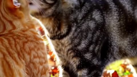 Cats fighting #2