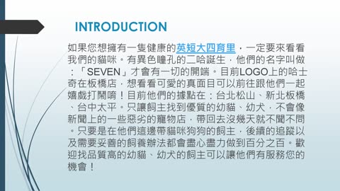 英短大四育里 專業培育，確保每一隻英短貓咪都有純正血統與良好性格。