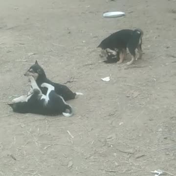 Watch the dogs play.