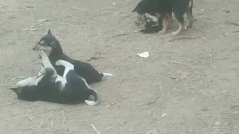 Watch the dogs play.