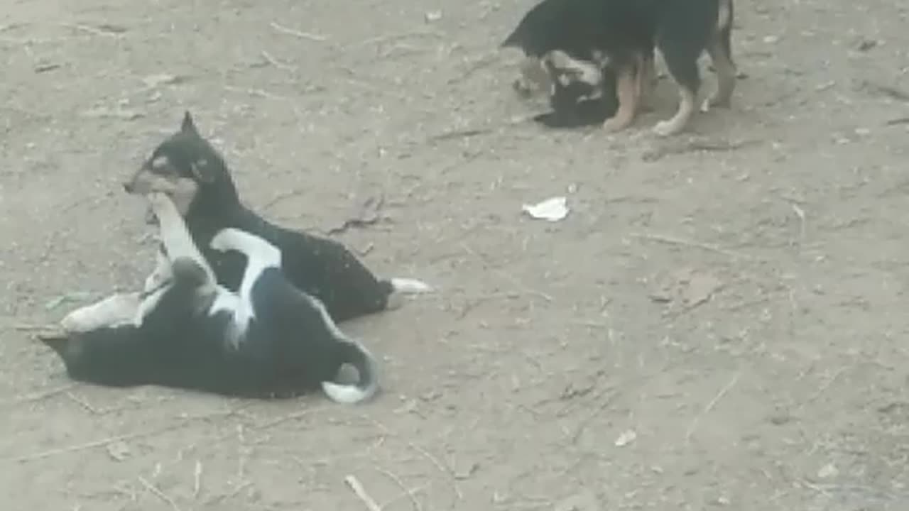 Watch the dogs play.