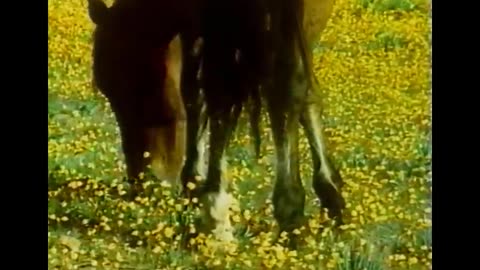 namaqualand-diary-of-desert-garden