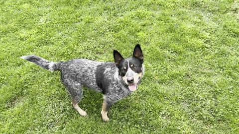 Yuma makes the catch 239042042