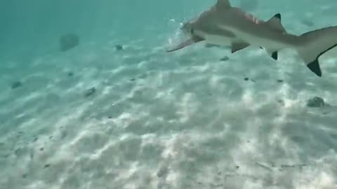 Shark sneeze