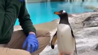 Penguin Proposal