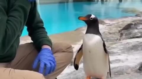 Penguin Proposal