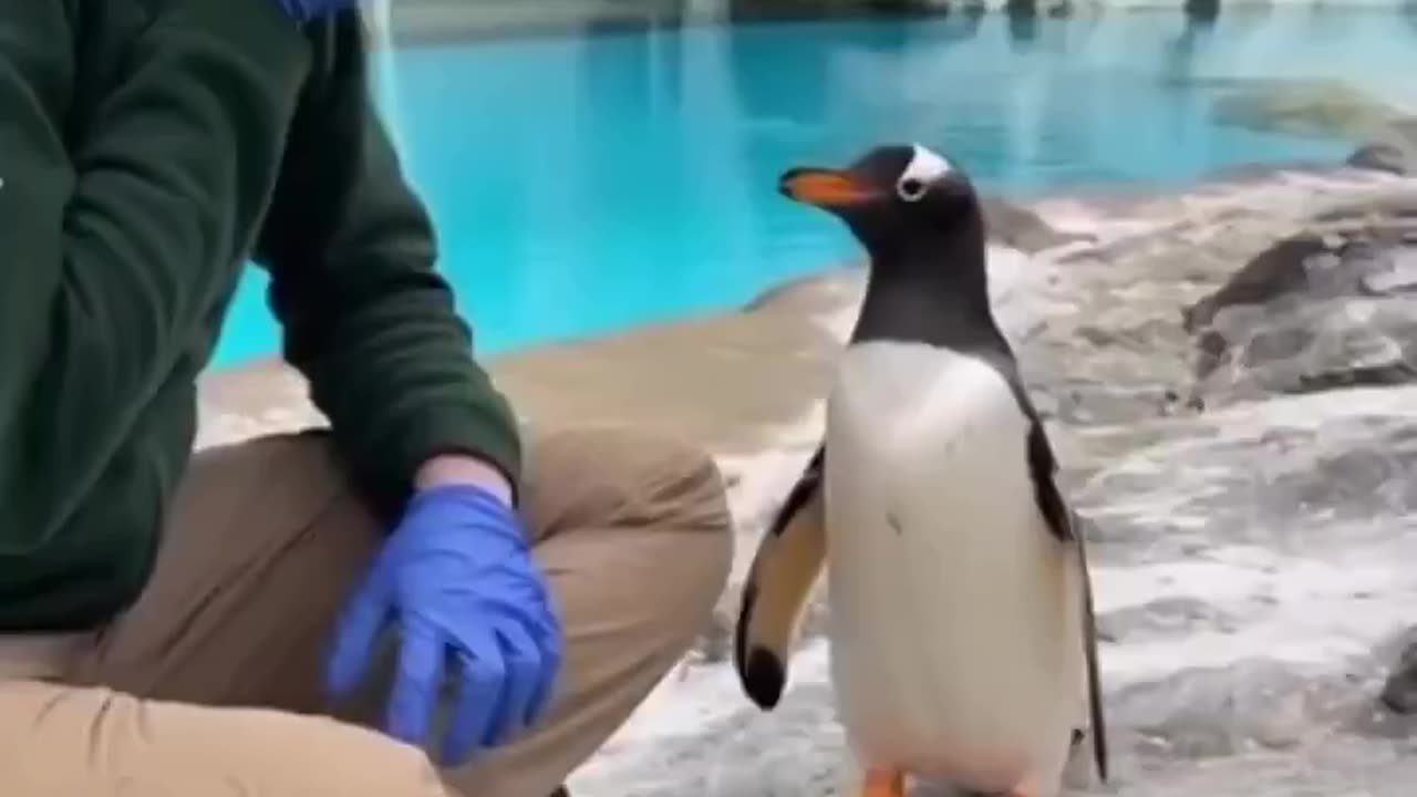 Penguin Proposal