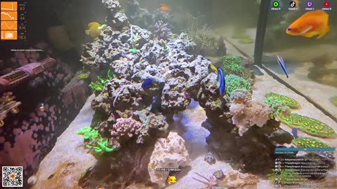 24/7 Real Live Reef Stream