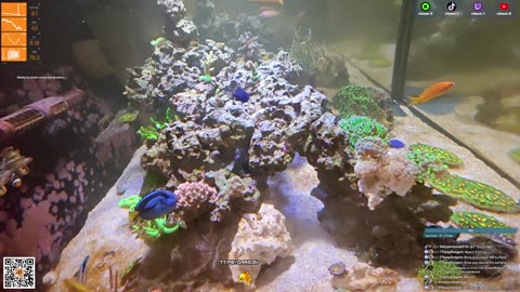24/7 Real Live Reef Stream