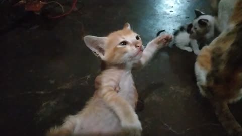 Wow this is white baby cat 😱