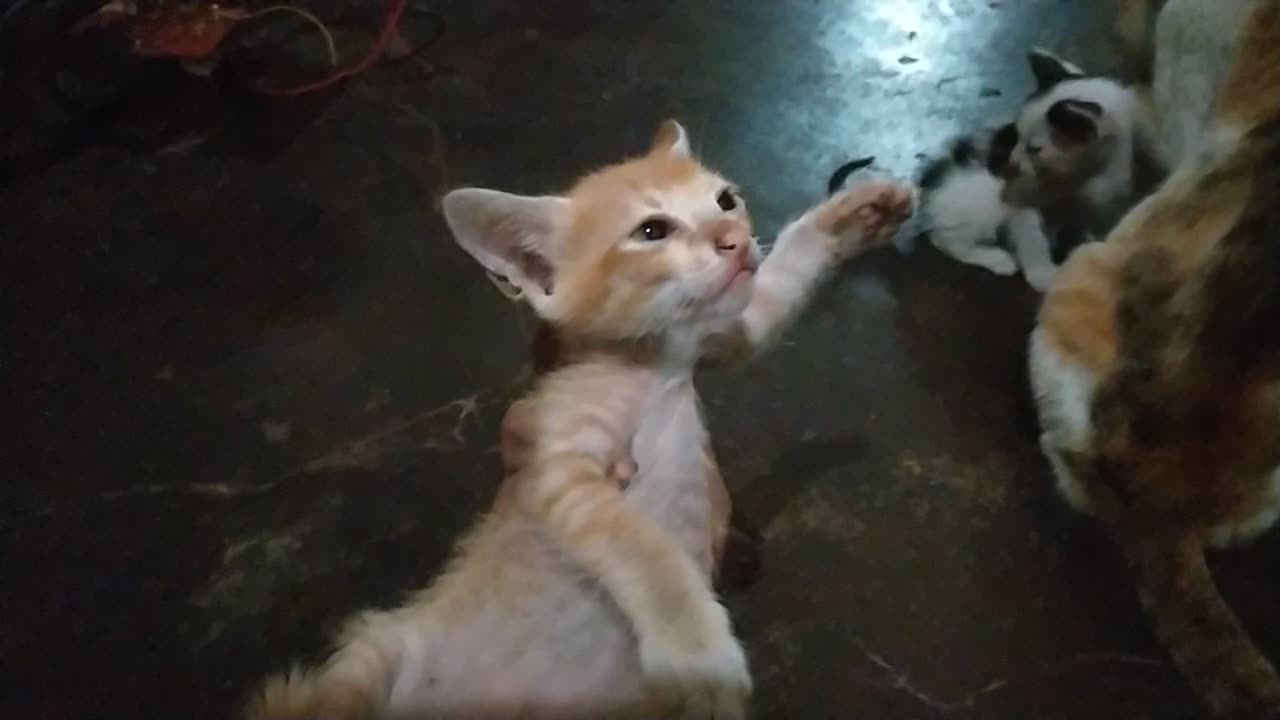 Wow this is white baby cat 😱