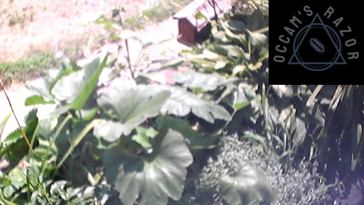 Butch the Sunflower