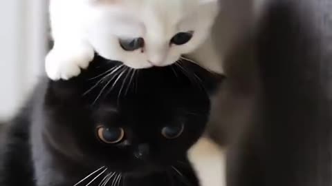 Cute cat play