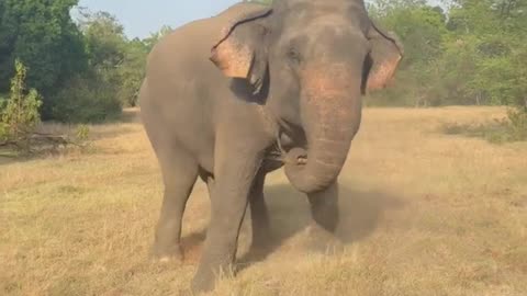 Elephant moment in jangle amazing video wildlife