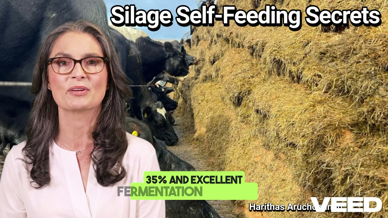 Key Tips to Master Self-Feed Silage and Boost Your Dairy Farm’s Efficiency