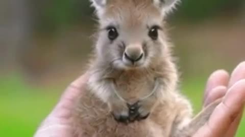Enchanting! 🌟 Tiny Joey’s Curious Gaze Is Stealing Hearts Everywhere!