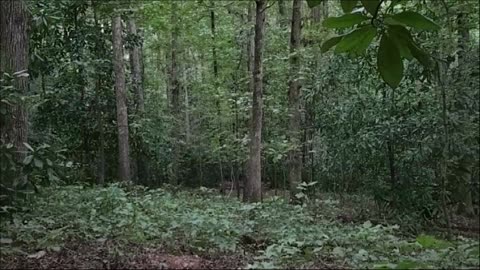 Opening Day - Deer Season - 10pt Buck Hunt