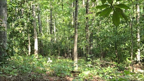 Opening Day - Deer Season - 10pt Buck Hunt