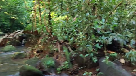 water from the jungle 3