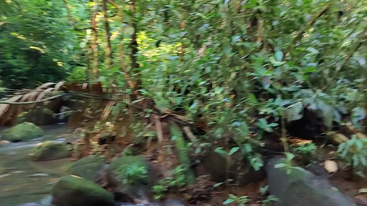 water from the jungle 3