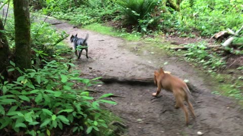 running the trails
