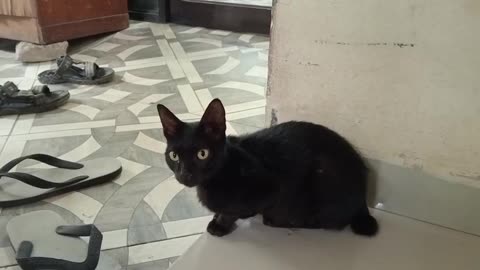 Daily Life with My Pet Cat