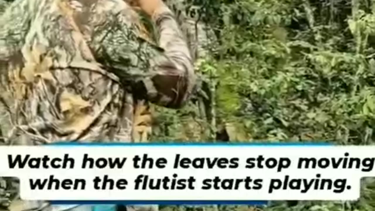 PLANTS AND SOUND RESONANCE