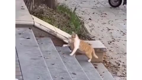 Funny Kitty Clips | Mood Boost 😸🌟