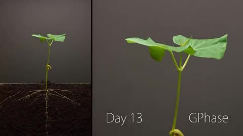 Bean Time-Lapse - 25 days - Soil cross sectio