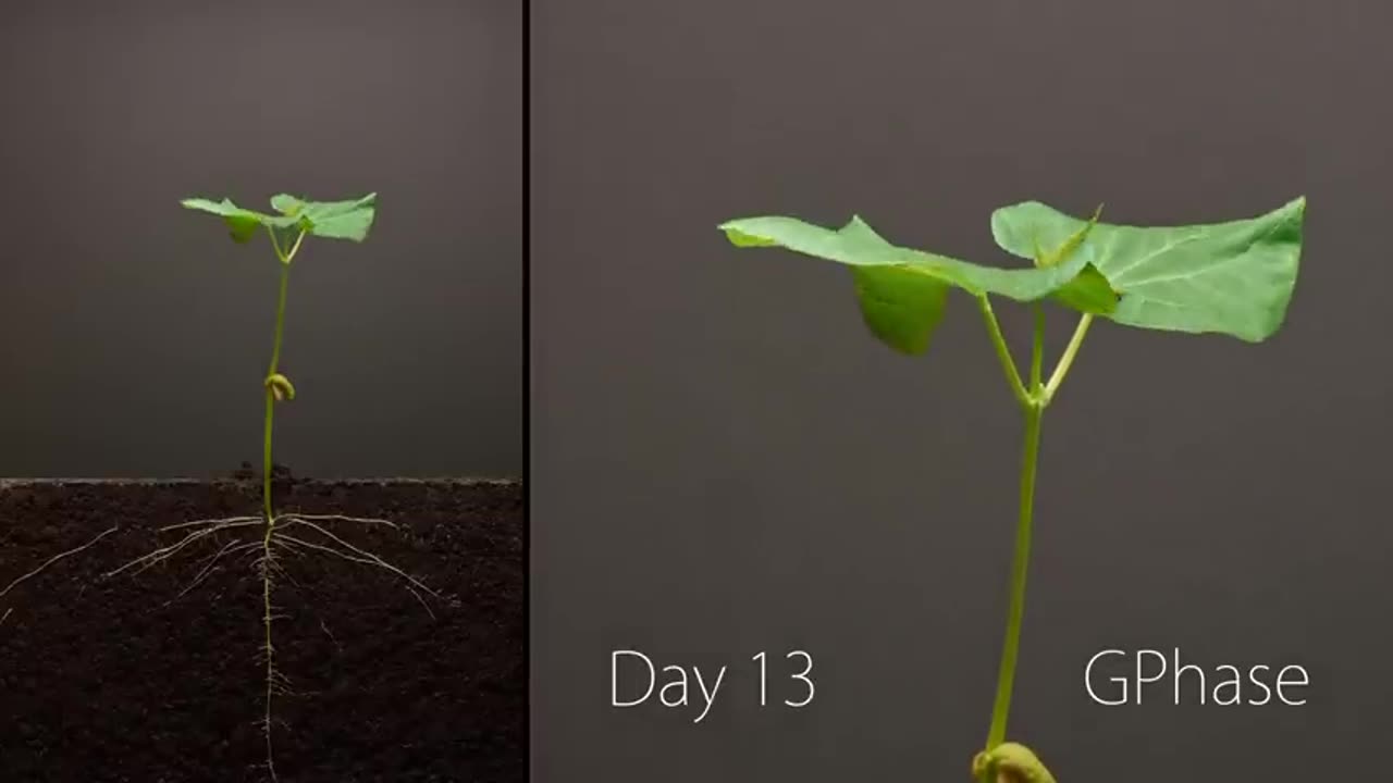 Bean Time-Lapse - 25 days - Soil cross sectio