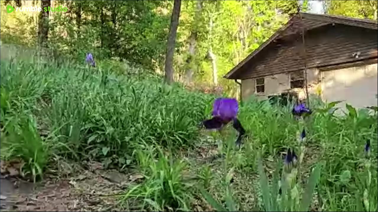 iris #3