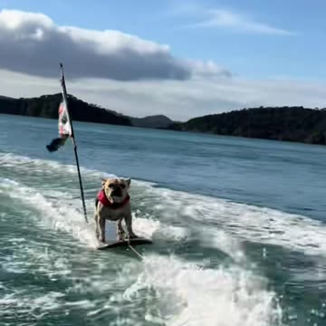 Rad Ride Bosco (via:@boscofrenchbulldog)