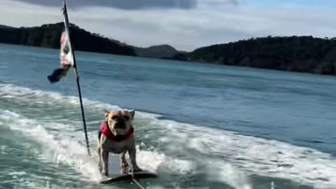 Rad Ride Bosco (via:@boscofrenchbulldog)