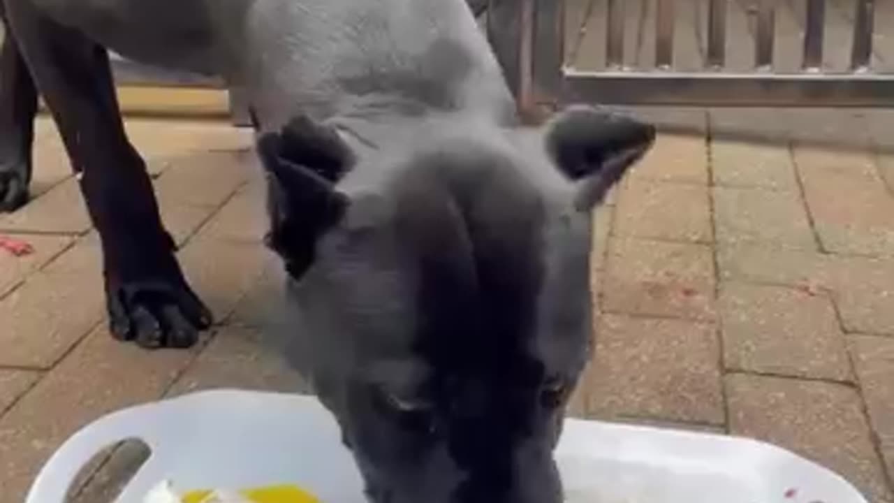 animals