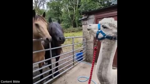 Funny animals videos