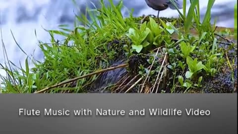 Japanese and Native Flute with Nature Video by Paul White Gold Eagle #flute #nature