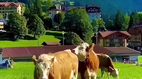 Switzerland The Land of Pure Nature