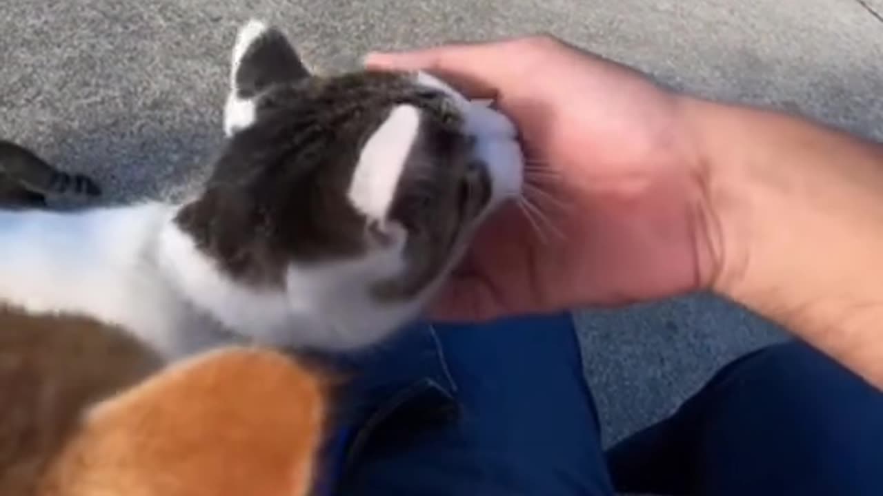 Cat Island