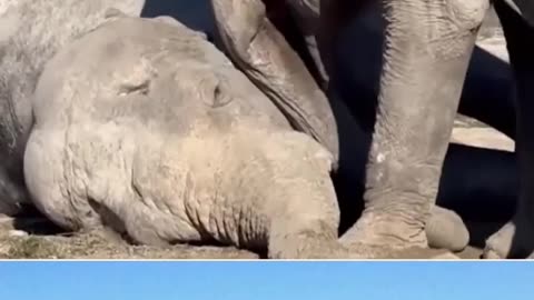 Former circus elephant mourns her long-time performing partner
