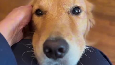 My Cute Golden Retriever Dog 🐶|