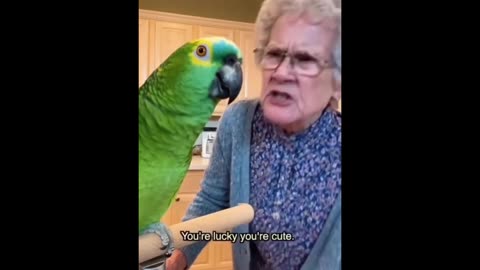 Grandma & PapagoiEcho: Chaos at Tea Time 😂🫖🦜