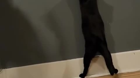 😂🐶 He's Trying His Best to Look Out the Window | FunFM