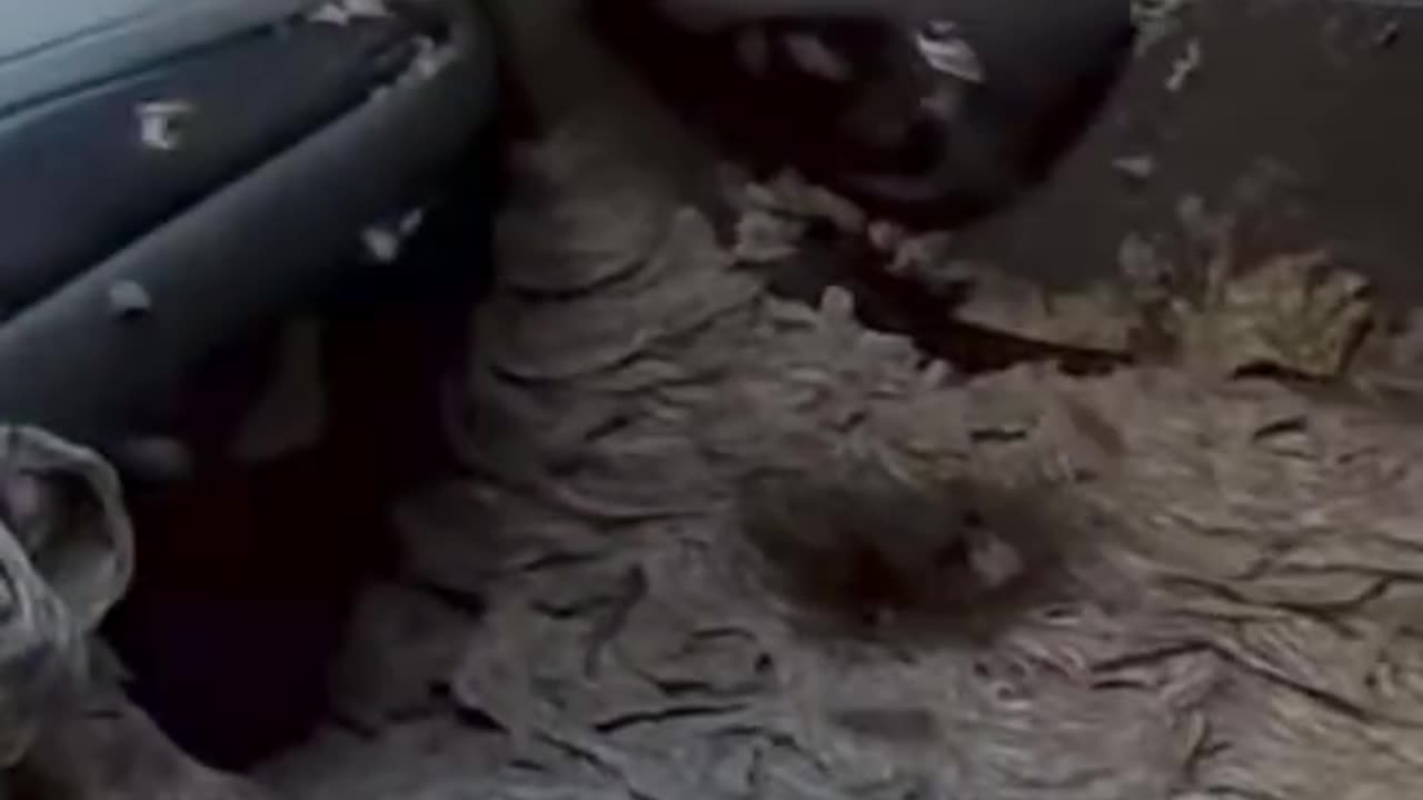 BUGZ